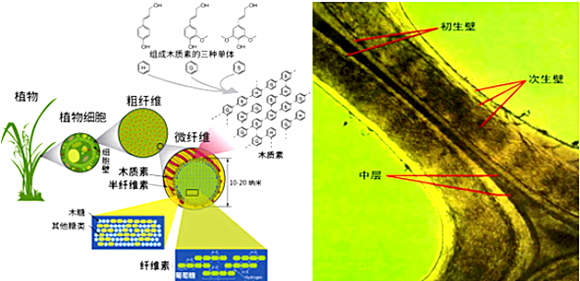 木质素的转化网络,山东一诺生物